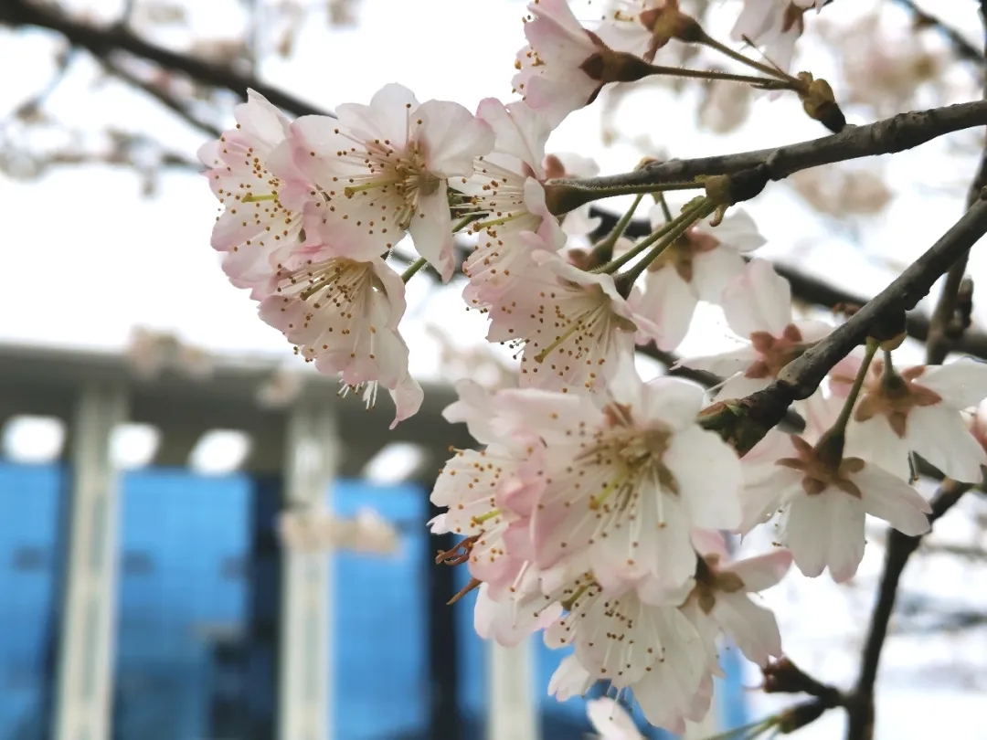 花樣校園